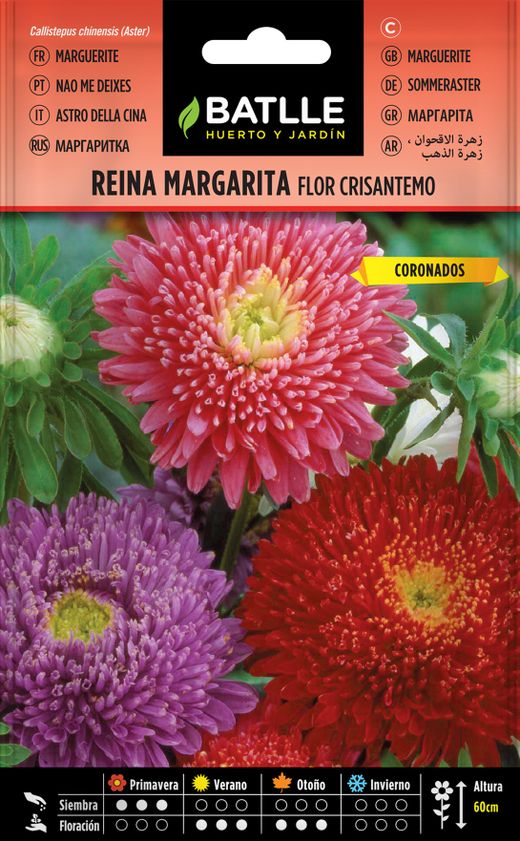 Semilla de reina margarita flor crisantemo, callistephus chinensis