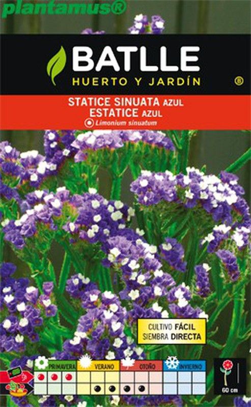 Graine de statice sinuata bleu, statice bleu, limonium sinuatum