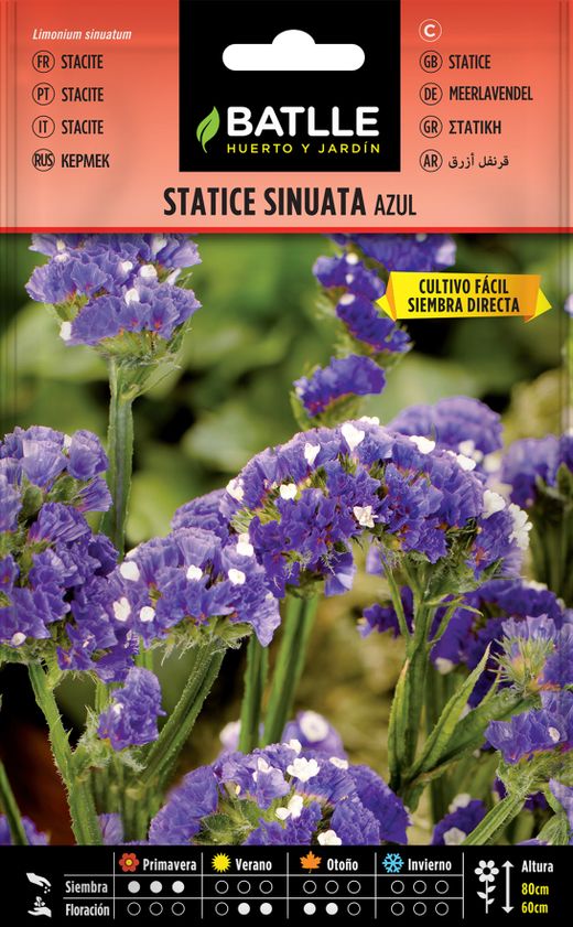 Semilla de statice sinuata azul, estatice azul, limonium sinuatum