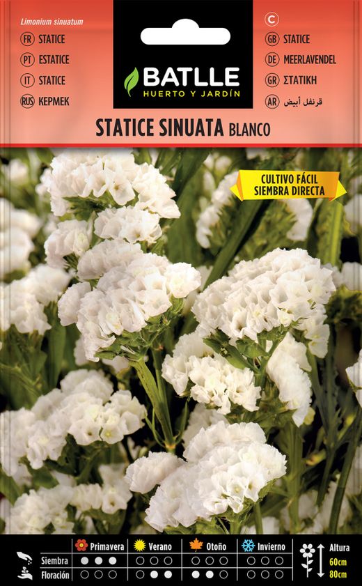 Semilla de statice sinuata blanco, estatice branco, limonium sinuatum