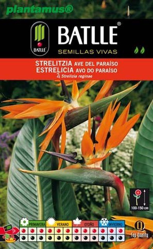 Semilla de strelitzia ave del paraiso, strelizia reginae — Plantamus Vivero  online