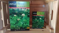 Semente de trevo-anão rastejante, estofados