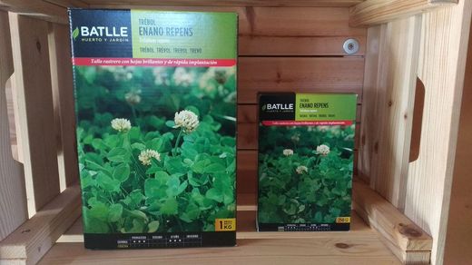Semilla de trébol enano rastrero, tapizante