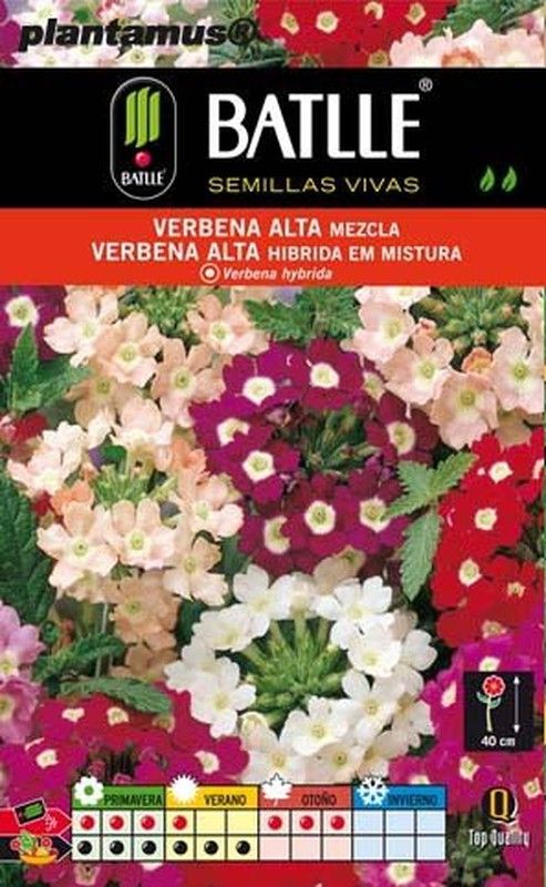 Grandes graines de verveine mélangées, verveine hybride