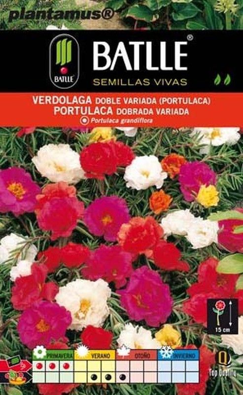 Semence de pourpier double mixte, Portulaca grandiflora