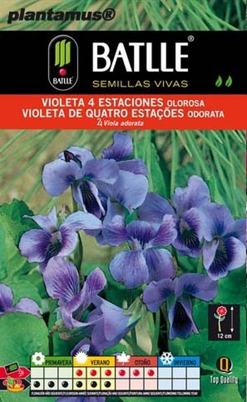 Semilla de violeta 4 estaciones olorosa, viola adorata — Plantamus Vivero  online