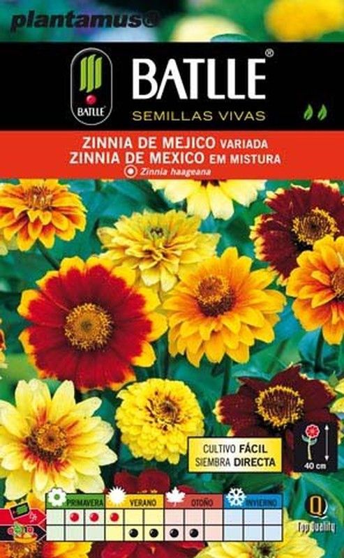 Mélange de graines de zinnia mexicain, zinnia haageana