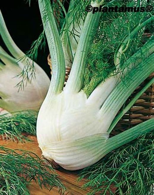 Graine de fenouil aromatique biologique