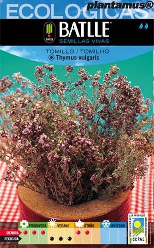 Semilla ecológica aromática de tomillo, tomilho, thymus vulgaris