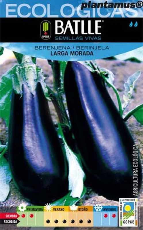 Semilla ecológica de berenjena larga morada, beringela