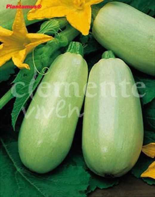 Graine de courgette blanche moyenne longue biologique