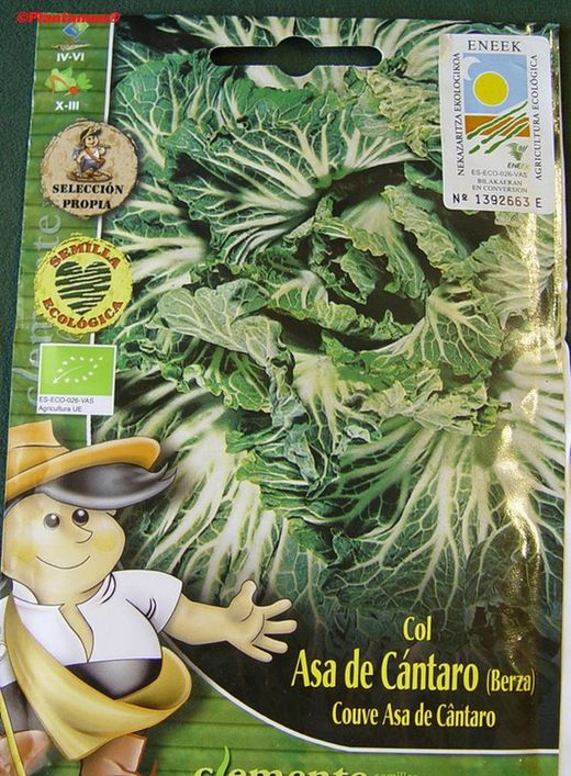 Graine de chou fourrager biologique asa de cantaro, chou vert, couve, brassica oleracea