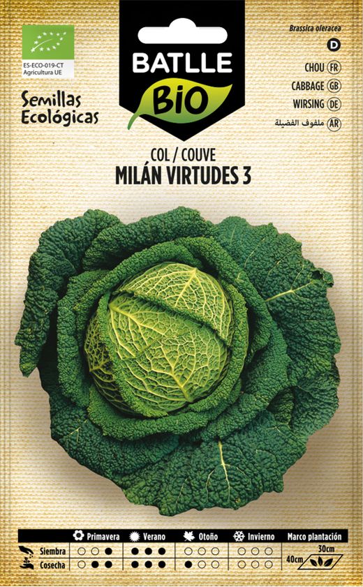 Graine de chou écologique Milan vertus 3