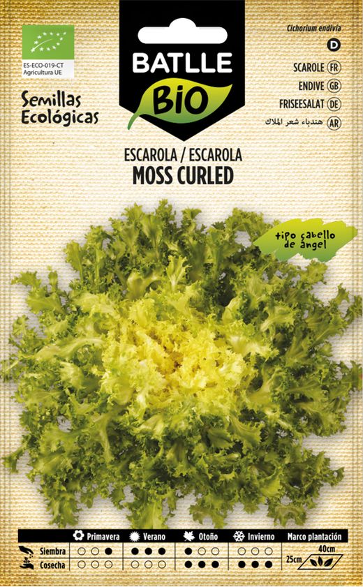 Graine écologique de cheveux d'ange d'endives, mousse de chicoria frisée
