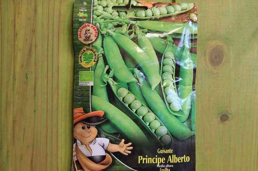 Graine de pois Prince Albert biologique
