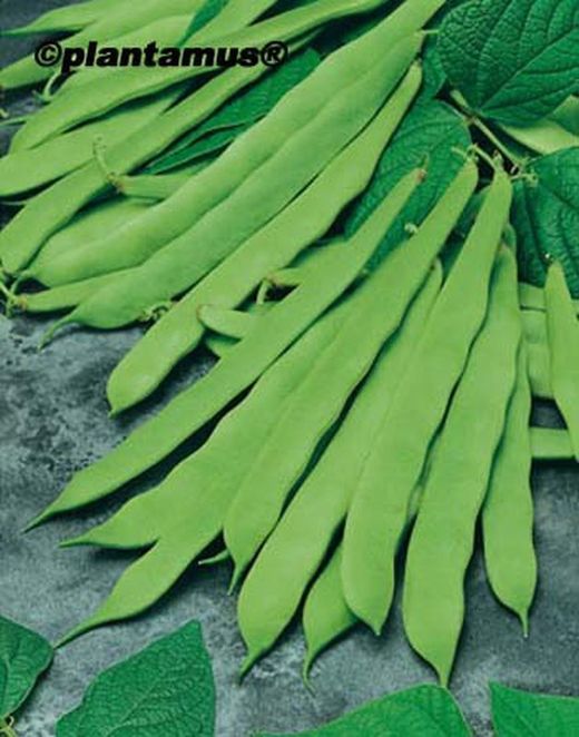 Graine biologique de haricots verts bas