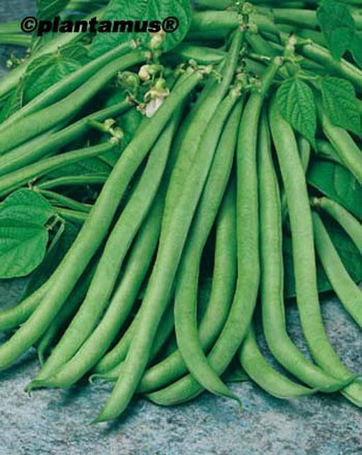 Candidat aux graines de haricots ronds bio