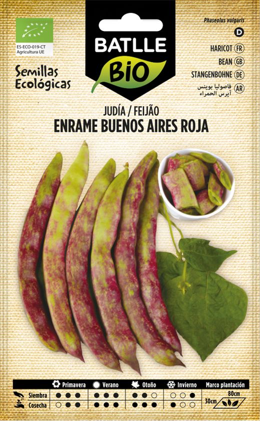 Semilla ecológica de judía enrame buenos aires roja