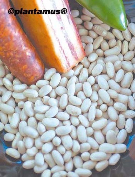 Graine de haricot biologique pour rein sec