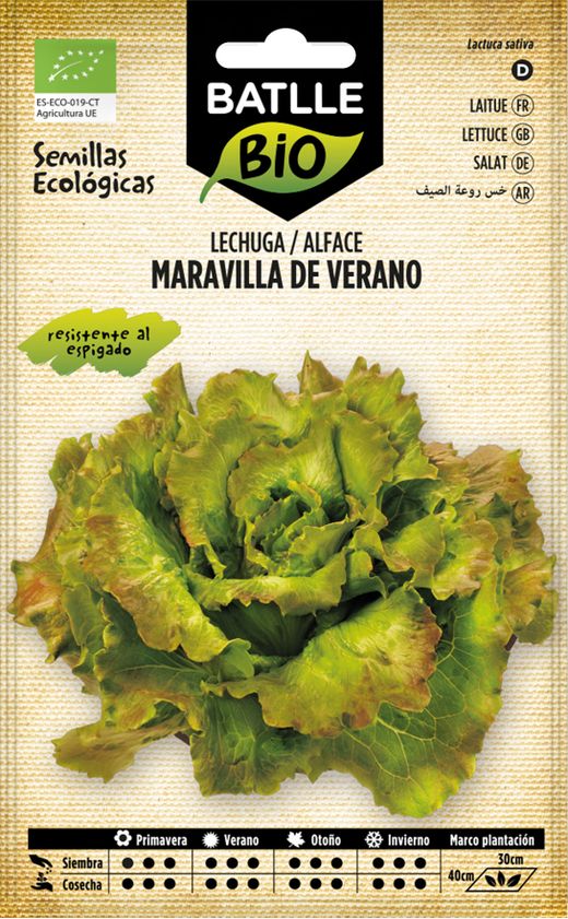 Semilla ecológica de lechuga maravilla de verano, alface