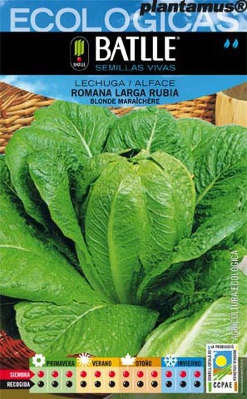 Semilla ecológica de lechuga romana larga rubia blonde maraichere, alface
