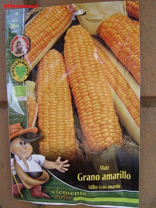 Semilla ecológica de maíz grano amarillo, zea mays.