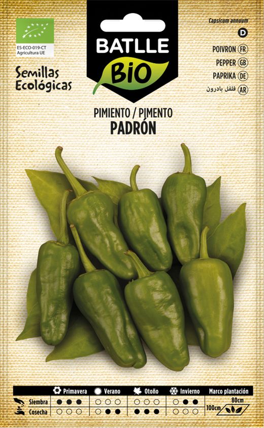 Semilla ecológica de pimiento para freir de padrón
