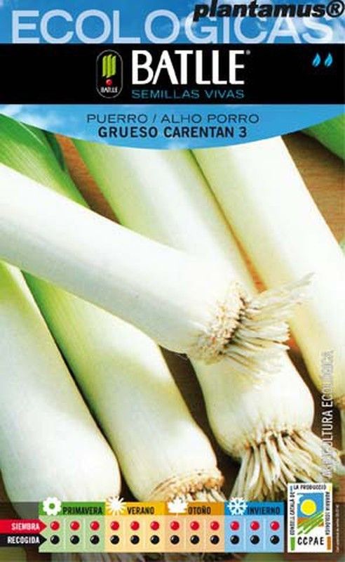 Semilla ecológica de puerro grueso carentan 3, alho porro