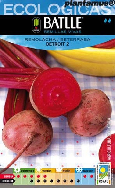 Semilla ecológica de remolacha detroit 2, beterraba