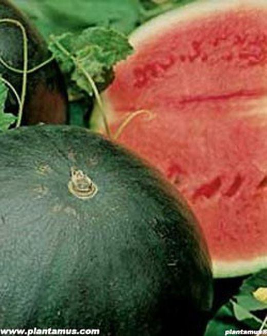 Graine de pastèque bébé sucre biologique