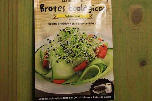 Graine écologique pour faire germer l'oignon, germes culture facile