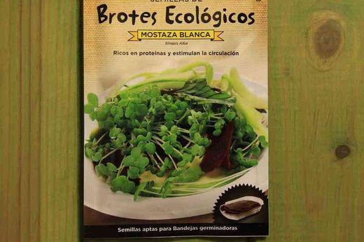 Graine biologique pour faire germer la moutarde blanche