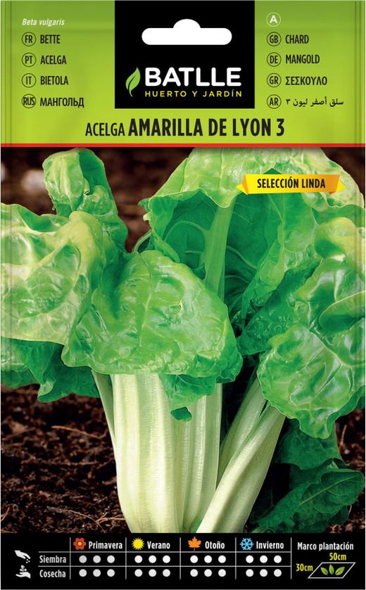 Bette à carde de Lyon semences horticoles 3 sélection Linda feuilles larges