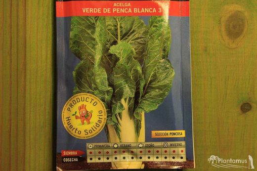 Semilla hortícola de acelga verde de penca blanca 3 selección Pencosa