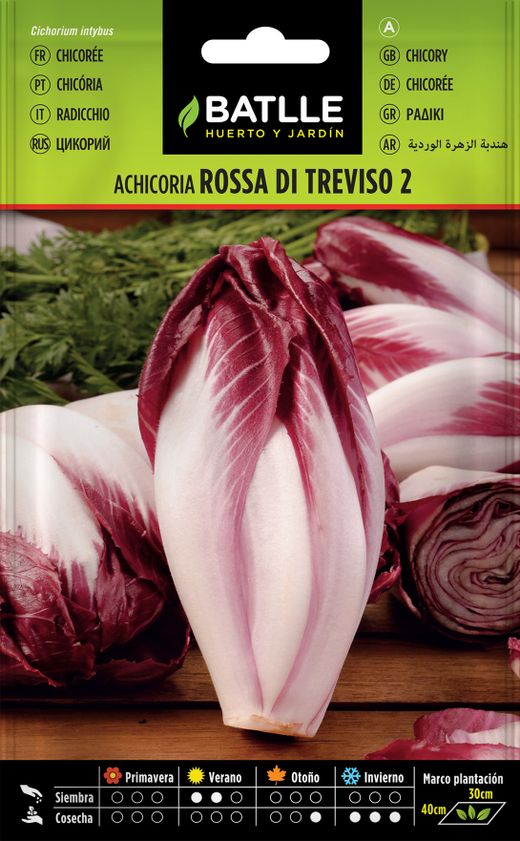 Semence horticole de chicorée Rossa di Treviso, Chicoria