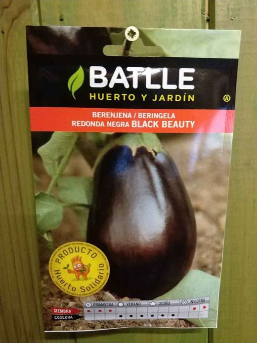 Semilla hortícola de berenjena black beauty