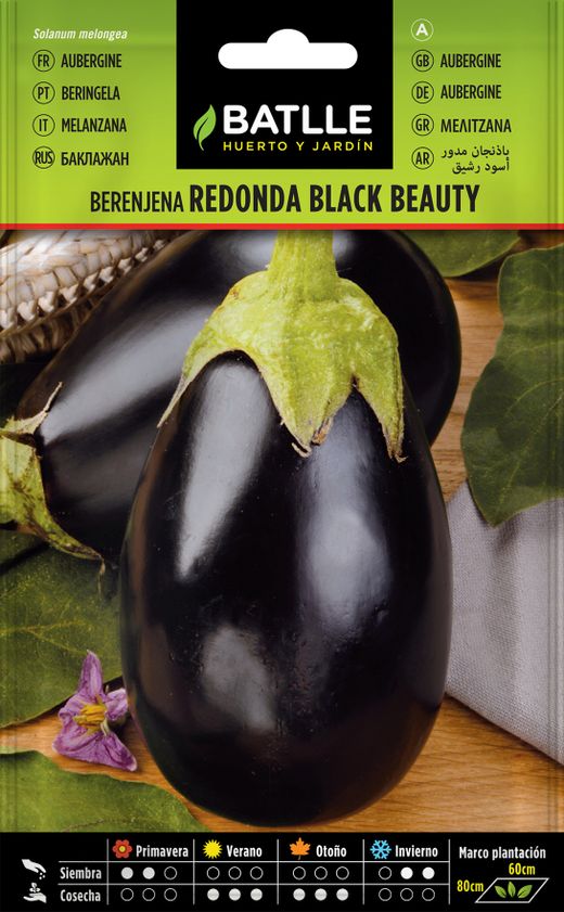 Graine horticole d'aubergine beauté noire
