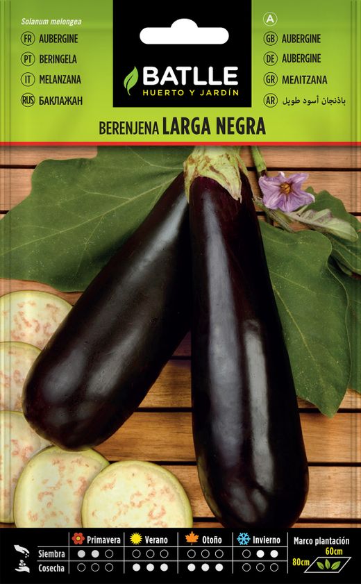 Semence horticole d'aubergine longue noire, beringela, solanum melongena
