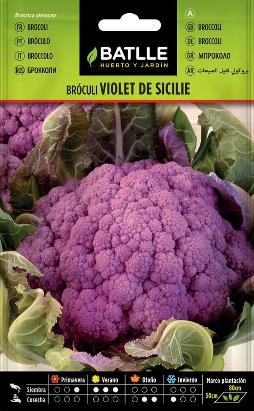 Semence horticole de brocoli Violeta de Sicile