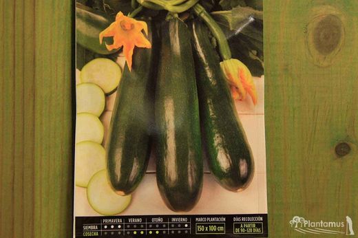 Semence horticole de courgette noire beauté, courgeta, cucurbita pepo