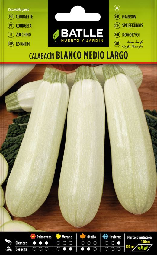 Semence horticole de courgette blanche moyenne longue, courgeta, cucurbita pepo