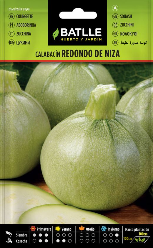 Semence horticole de belles courgettes rondes, courgeta, cucurbita pepo