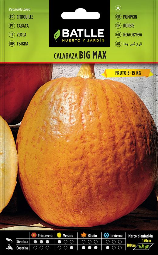 Graine horticole de citrouille Big Max