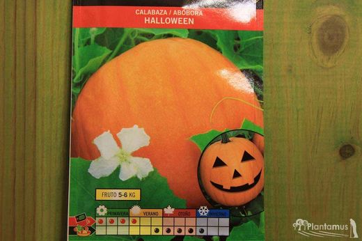 Semilla hortícola de calabaza halloween