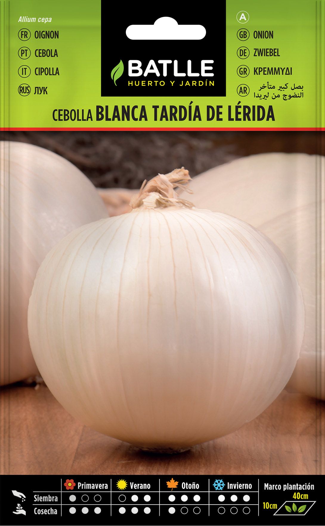 Semilla hortícola de cebolla blanca tardía de lérida, calçots, cebola, allium cepa