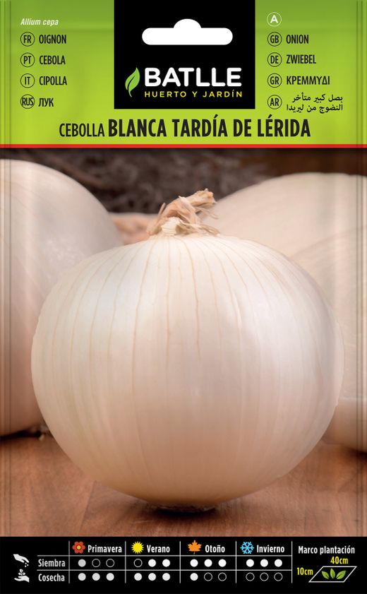 Semilla hortícola de cebolla blanca tardía de lérida, calçots, cebola, allium cepa