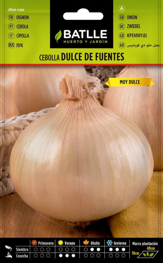 Semence horticole d'oignon doux de fuentes, cebola, allium cepa