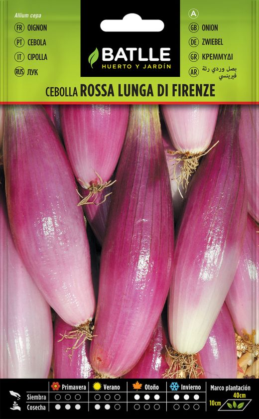 Semence horticole d'oignon rose Lunga de Firenza