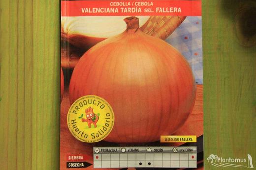 Semilla hortícola de cebolla valenciana de tarde sel. fallera.