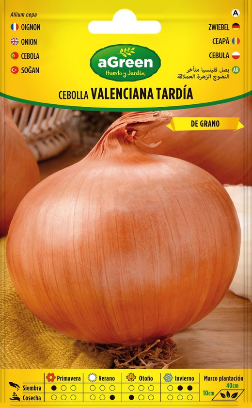 Semilla hortícola de cebolla valenciana de tarde sel. fallera.